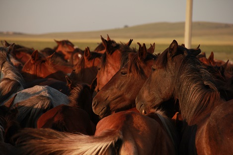 Chevaux domestiques kazakhs modernes.