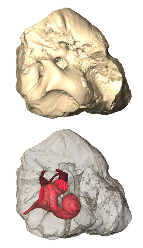 os pétreux isolé de Carolinacetus sp. (UM-KPG-M164), une des espèces de protocète du Togo et reconstruction in situ du moule de la cochlée (en rouge vif) visible au travers d'un rendu transparent de l'os pétreux (vue ventrale).