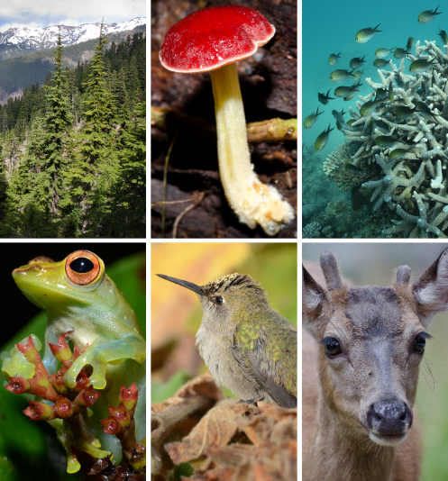mosaïque montrant des espèces animales et végétales, marines et terrestres