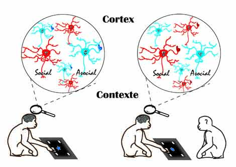 Cette image illustre une mobilisation différente des neurones sociaux et asociaux, selon que le singe qui effectue la tâche sur l'écran tactile se trouve en présence ou en absence de son congénère.