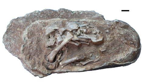Œuf d'oviraptorosaure préparé montrant le squelette de l'embryon préservé. Échelle 1cm.