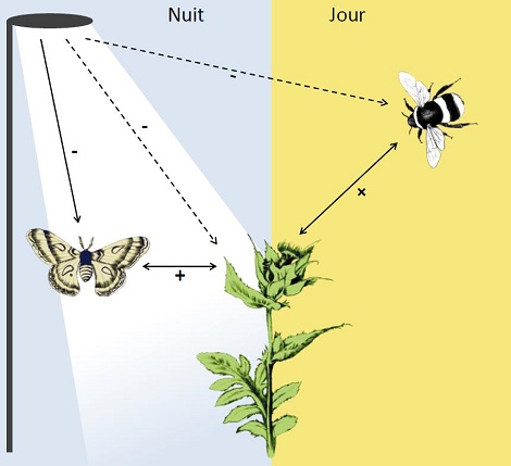 Schéma illustrant les effets en cascade de la lumière artificielle nocturne sur les communautés de plantes et pollinisateurs