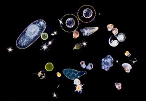 Protistes et larves planctoniques