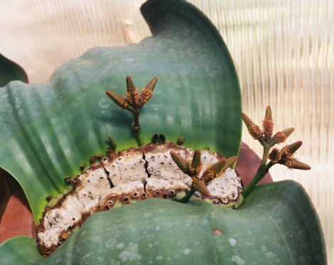 Détail d'une plante Welwitschia mirabilis avec ses deux feuilles et des cônes mâles.