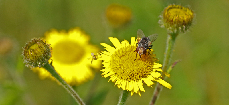 Insectes et plantes forment les clefs des écosystèmes