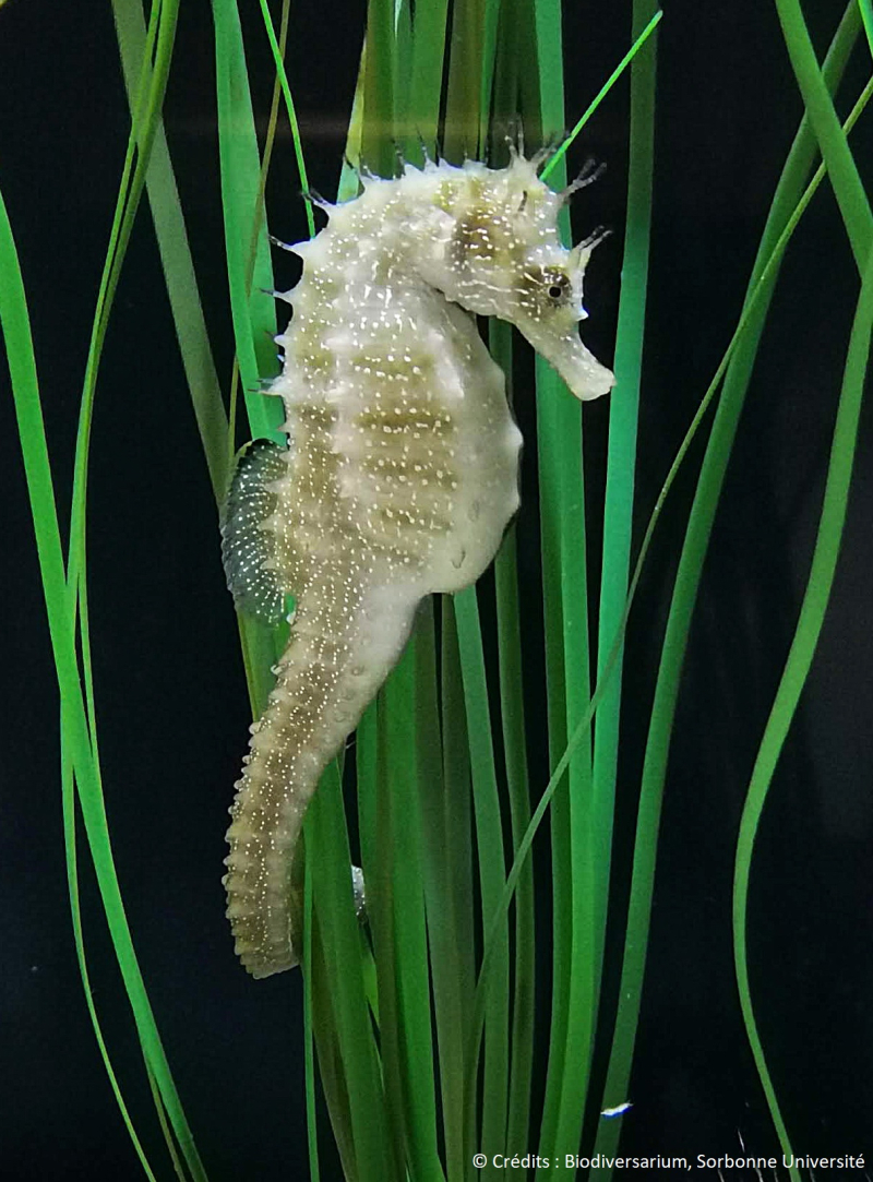 Un hippocampe au Biodiversarium