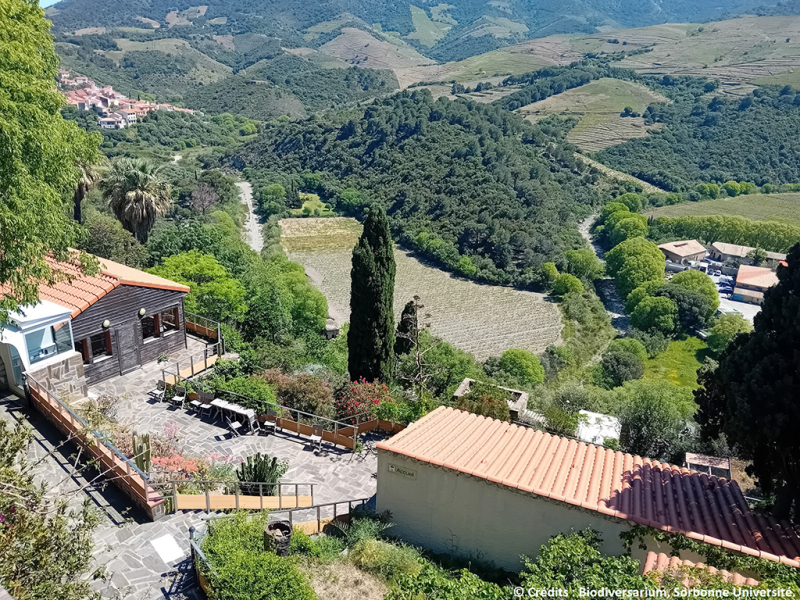 Le jardin méditerranéen du Mas Reig