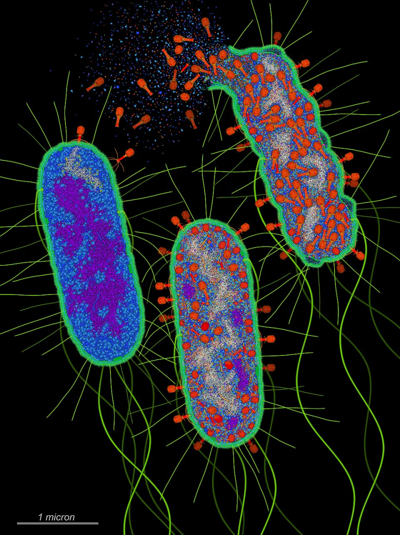 Trois étapes du cycle de vie de bactériophages attaquant une bactérie Escherichia coli.