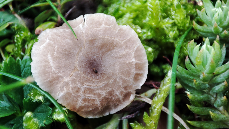 Champignon "Dermoloma" sur le campus du CNRS à Orléans (Loiret)