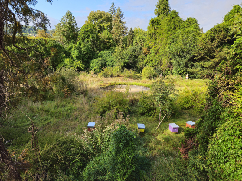 Ruches et forêt en libre évolution sur le campus du CNRS à Gif-sur-Yvette (Essonne)