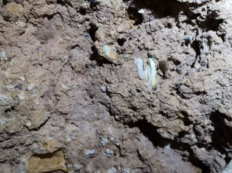 Brèche fossilifère dans la grotte Tam Ngu Hao