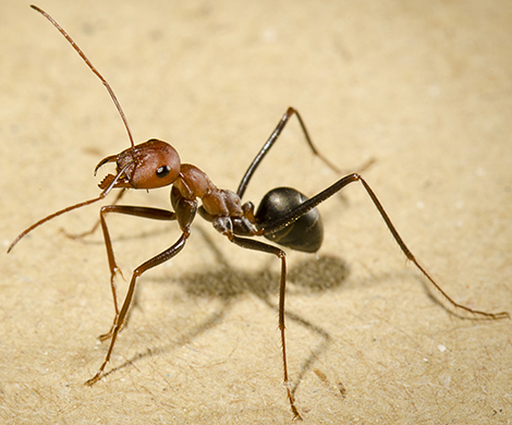 How ants navigate homeward - forward, backward, or sideward
