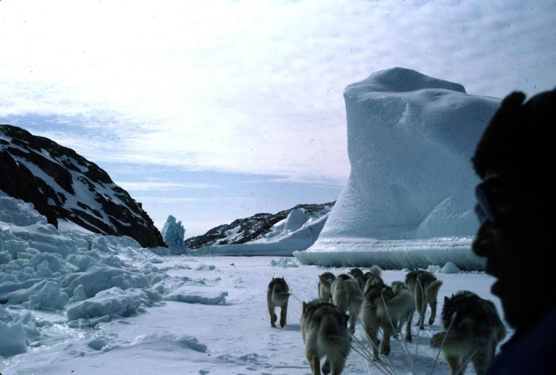 Un chasseur inuit sur son traîneau à chiens, au Groenland