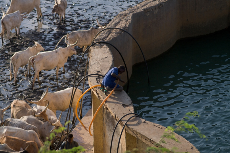 Collecte d'eau au forage de Widou Thiengoly, dans le Ferlo sénégalais