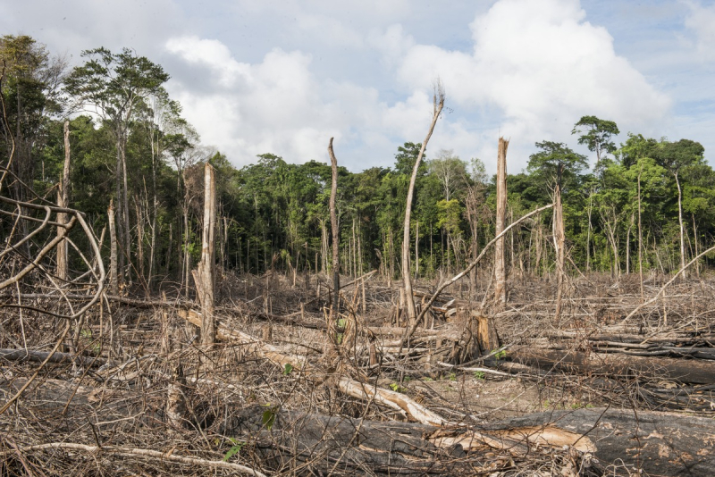 Déforestation récente en Guyane