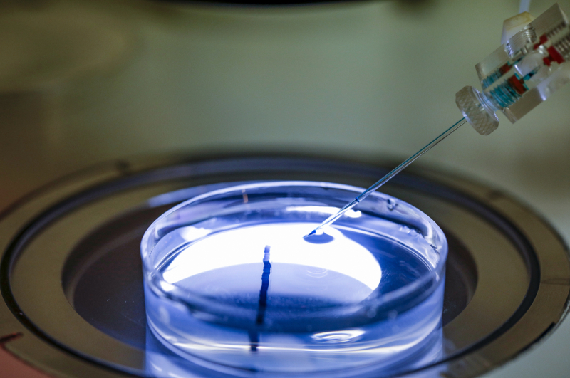 Micro injection d'œufs fécondés d’amphioxus à l’aide d’un micromanipulateur et d’un micro injecteur, impliquant la technique de CRISPR/Cas9