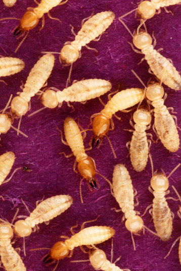 Invasion des insectes : l'économie mondiale affectée