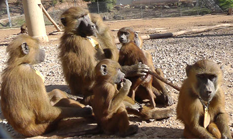 Baboons produce vocalizations comparable to vowels