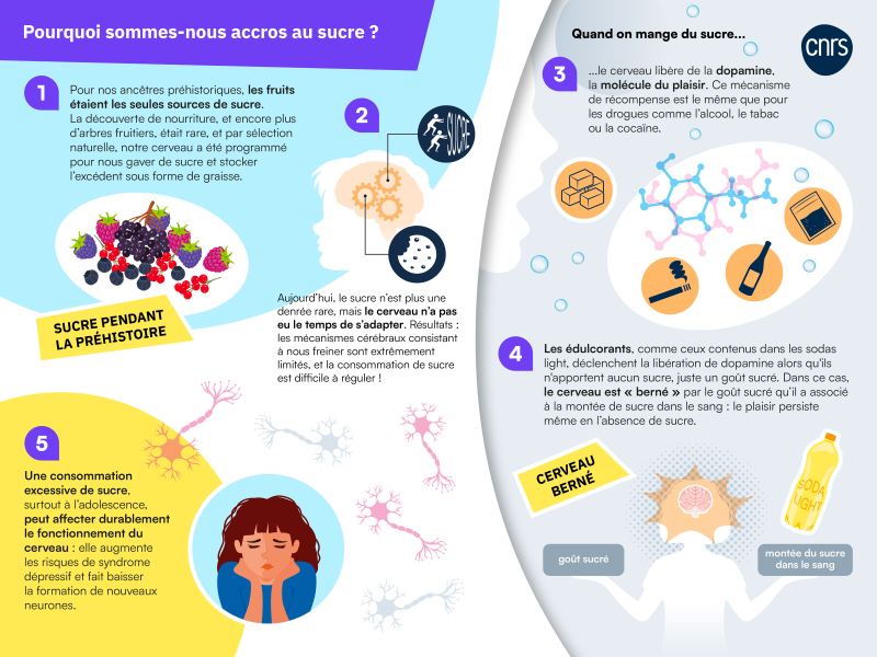 Infographie sucre