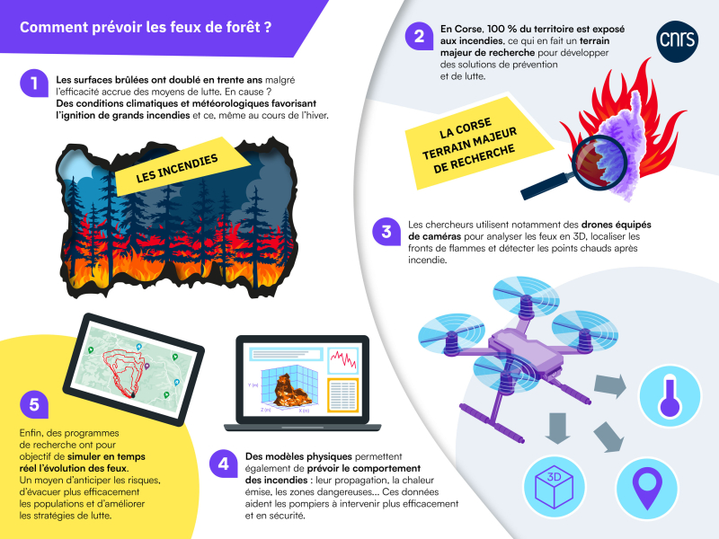 infographie sur les préventions des feux de forêt