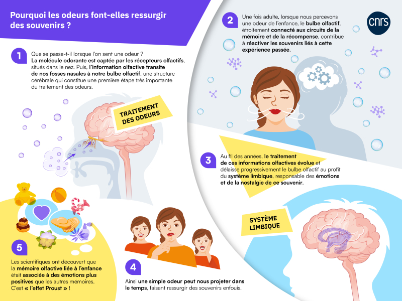 infographie sur les odeurs