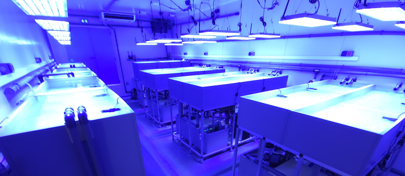 In the Lab’ô Coraux, overseen by the CNRS, tanks designed to be nurseries for corals allow control of many parameters such as temperature or light.