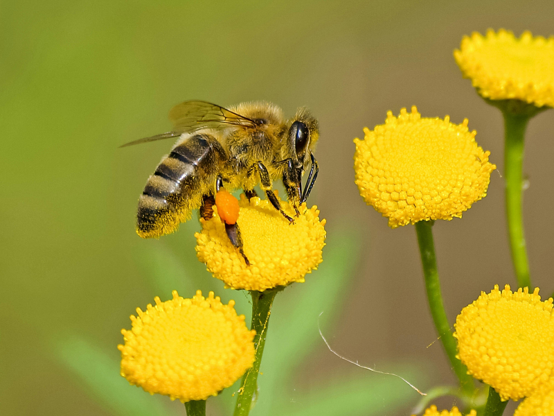 Une abeille butine une fleur jaune