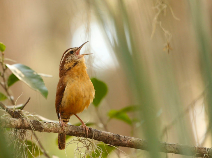 Oiseau chantant dans les bois