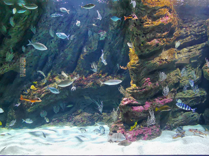 L'aquarium public du Biodiversarium, à Banyuls-sur-Mer.
