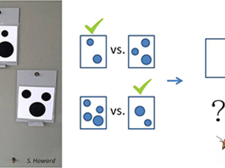 Bees and the thought of naught