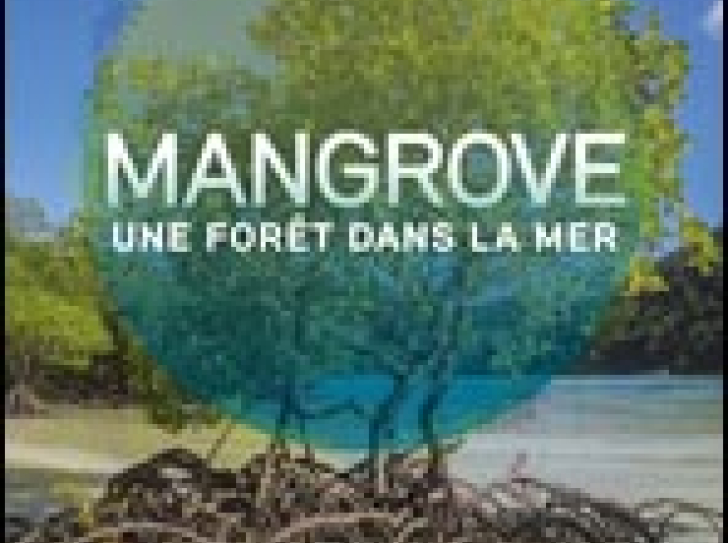 Découvrez le nouvel ouvrage « Mangrove. Une forêt dans la mer »