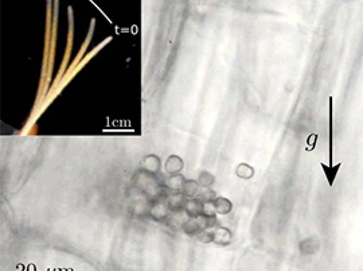 Why plants are so sensitive to gravity : The lowdown