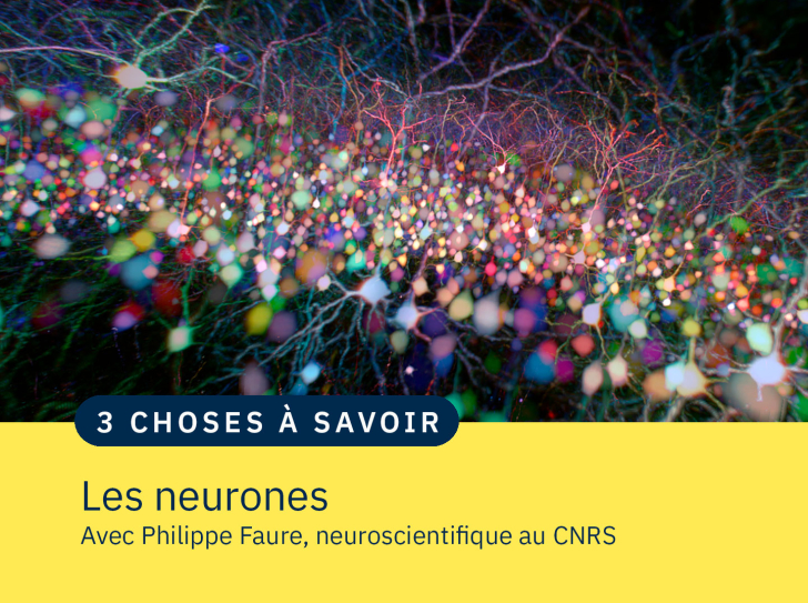 Neurones pyramidaux dans un cortex de souris
