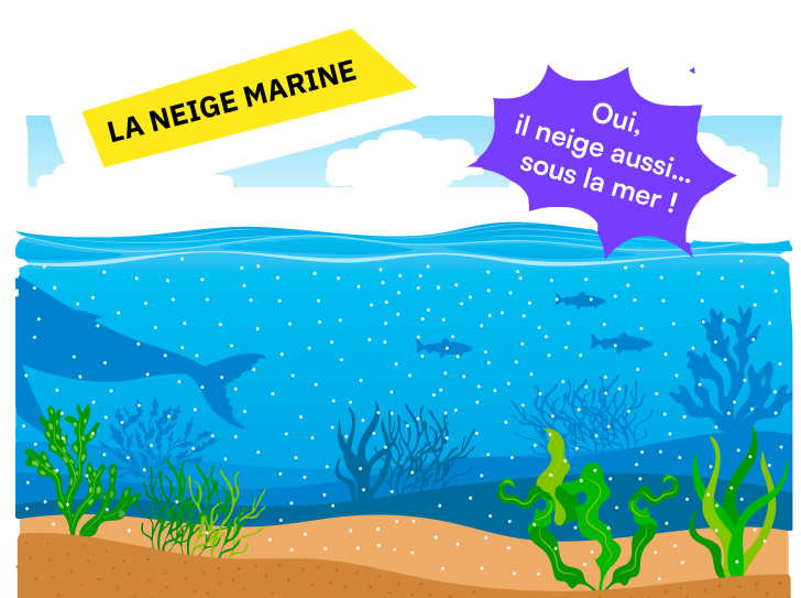 Illustration de la neige marine tombant au fond des océans