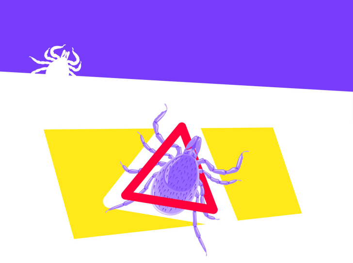 illustration d'une tique