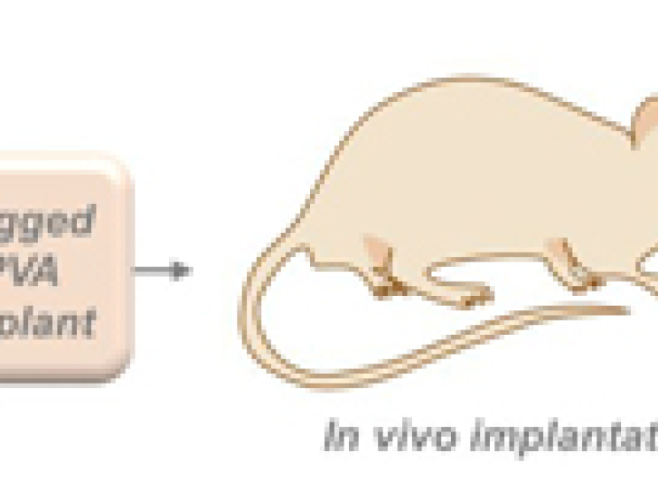 Une étiquette moléculaire pour assurer la traçabilité des implants médicaux