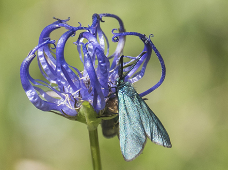 Phyteuma hemisphaericum