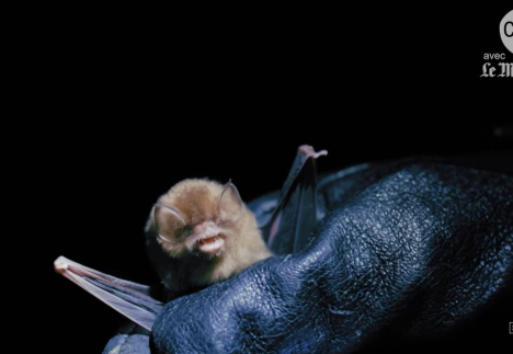 chauve-souris
