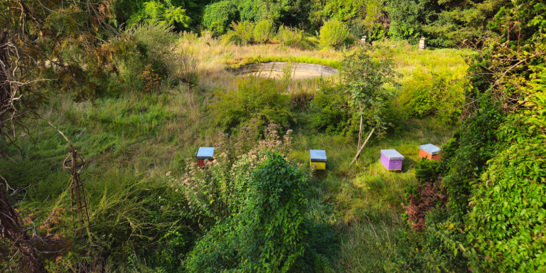 Ruches sur le campus du CNRS à Gif sur Yvette
