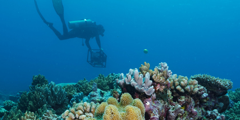 Photographie d’une zone dans un récif corallien de l’océan Pacifique