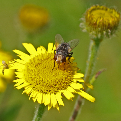 Insectes et plantes forment les clefs des écosystèmes