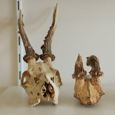 Des squelettes animaux au laboratoire Artehis