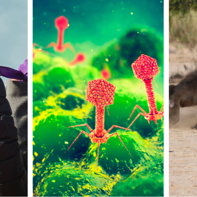 Montage de 3 images représentant les recherches du mois de mars