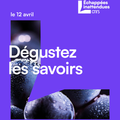 Des grains de raisin noirs couverts de gouttes d'eau