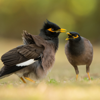 Acridotheres tristis