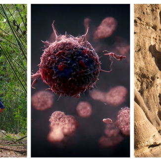 3 images côte à côte : un serpent géant, une cellule cancéreuse et une chercheuse archéologue en Arabie