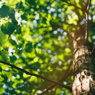 les feuilles d'un arbre vues d'en bas