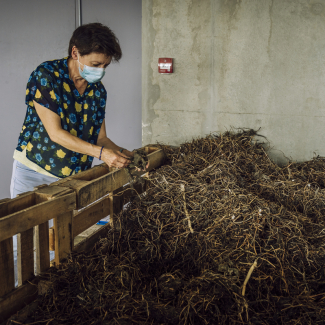 Jussies d'eau, "Ludwigia peploides", sèches, utilisées par Cladue Grison et son équipe dans des biofiltres dépolluants