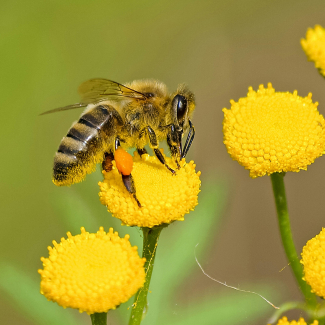 Une abeille butine une fleur jaune