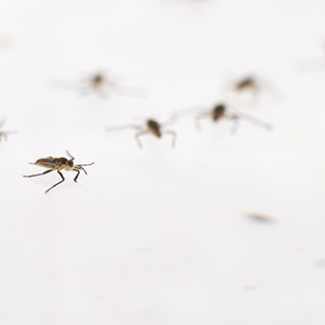 Water striders illustrate evolutionary processes